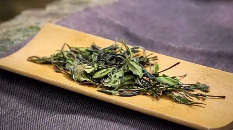 Exploring the Origin: The Wild Charm of Zhenghe Ancient Tree White Tea-8