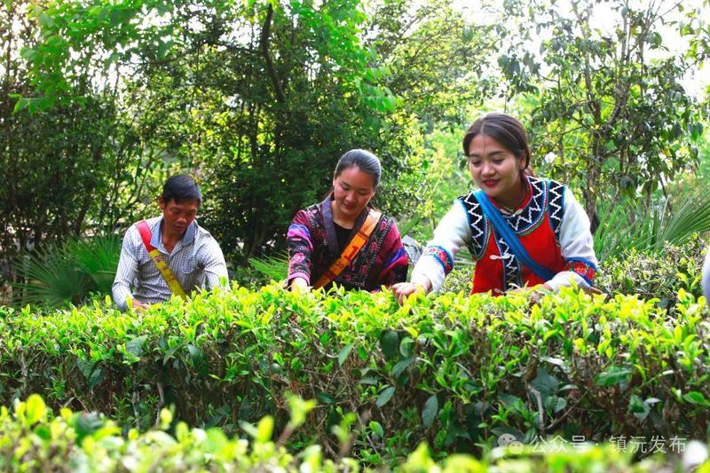 Eight Key Tea Areas in Zhenyuan, Yunnan: Each Mountain Unique, Every Season Beautiful-2