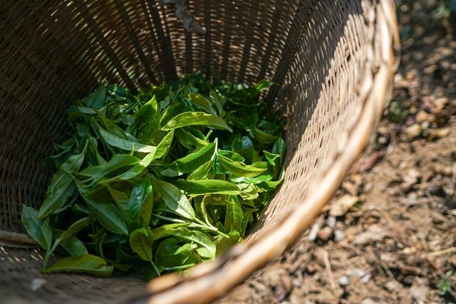 Banana Forest of Yiwu Gaoshan Village Spring Tea Prices for 2024-2