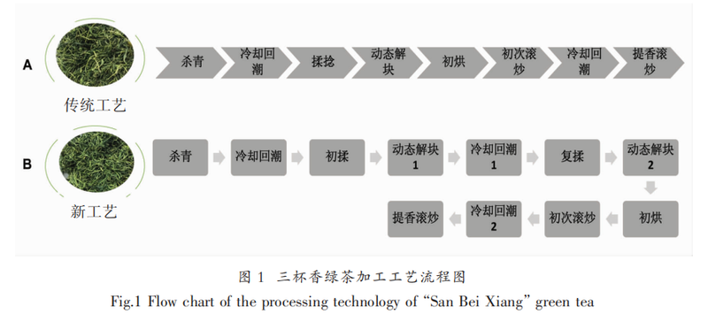 Key Technologies for Processing Sanbei Fragrant Green Tea in Taishun County-2