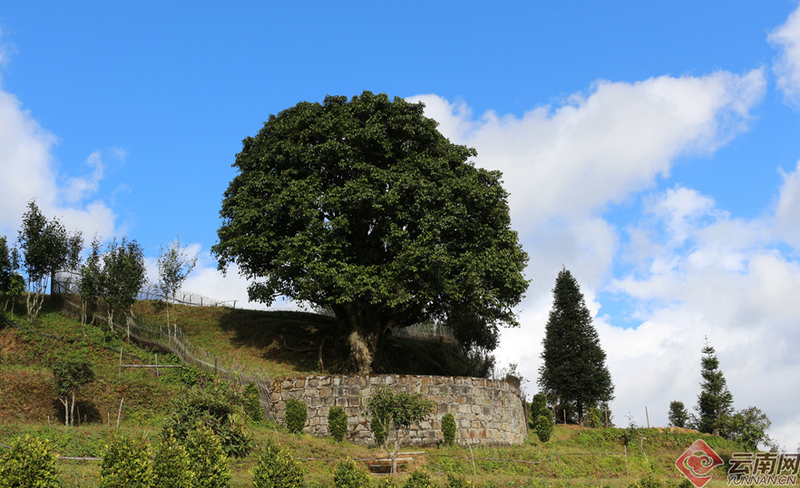 Yunnan Fengqing: There's an Ancient Tea Called 