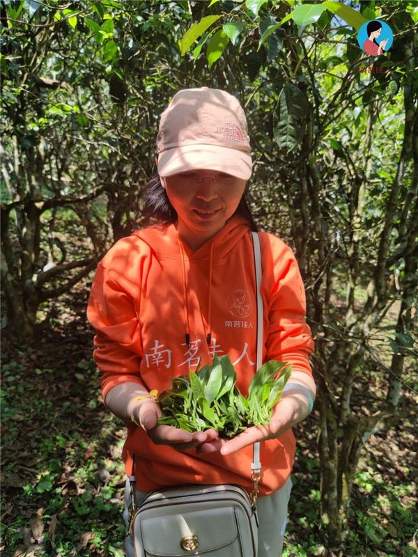 Can you buy genuine ancient trees at a cheaper price by going directly to the tea farmers?-3