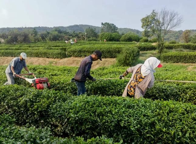 Tea Garden Management — Scientific Application of Base Fertilizer for Tea Trees in Autumn 2023-1