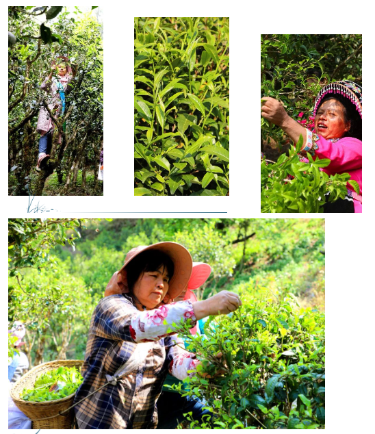 Jingdong's Spring Tea Harvest is in Full Swing! A Spring Overflowing with the Fragrance of Tea Awaits You~-3