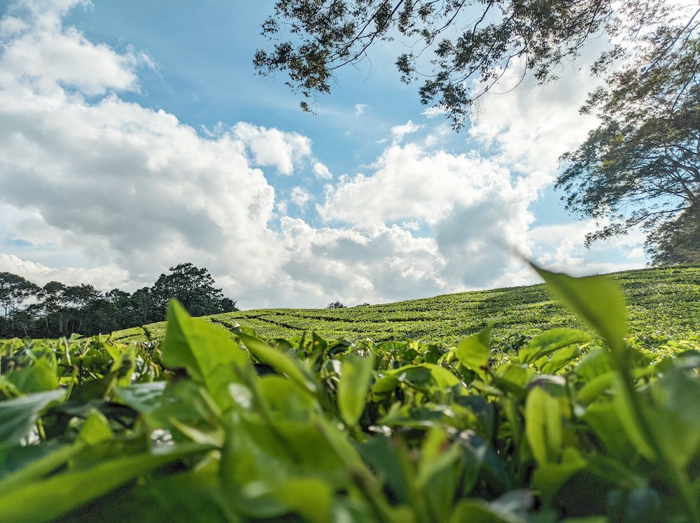 Can Montding Sweet Dew Tea Still Be Consumed After Being Stored for a Long Time? What is the Shelf Life of Montding Sweet Dew Tea?-1