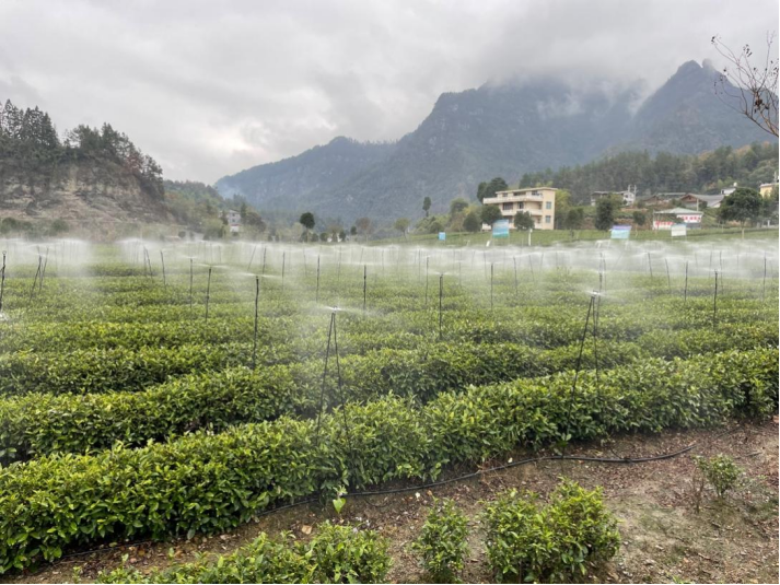 Out of the Plum Rains! Post-Flood Management for Tea Gardens and Measures to Combat Heatwaves and Drought-5