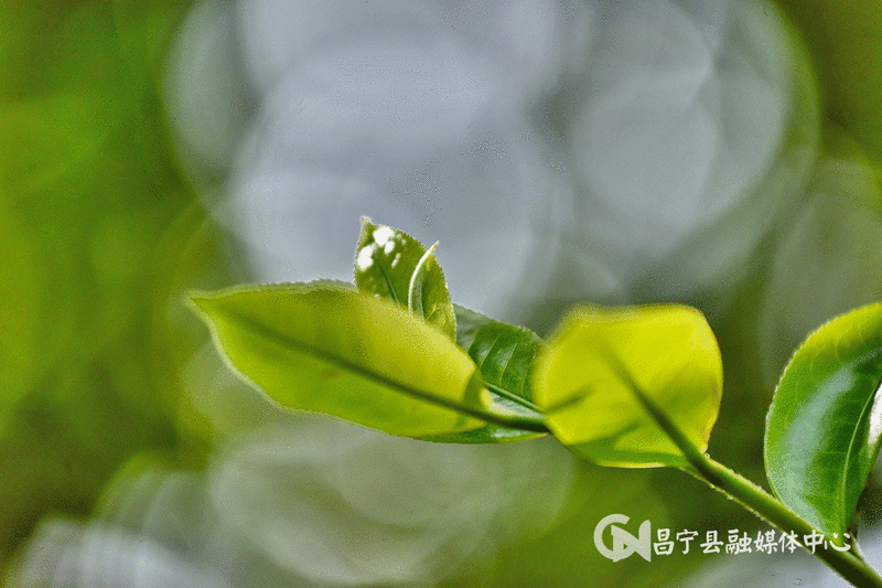 Mangshui Changning: The Spring Tea Flourishes with the Waters of the Lancang, the Ancient Trees of the Origin are All Good-9