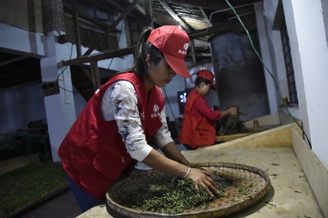 The Process of Kneading in Pu'er Tea-1