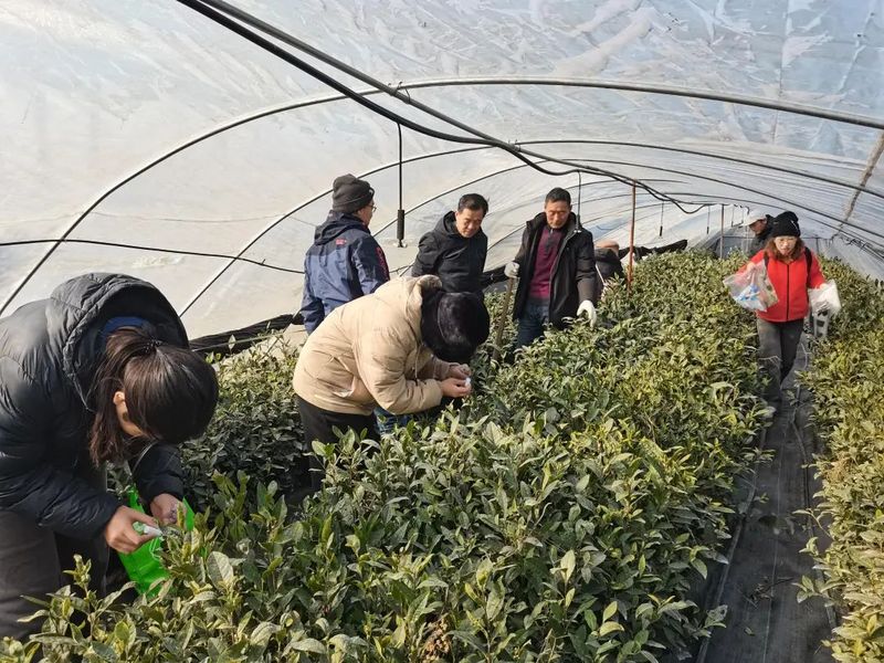 Linyi: Provincial Tea Industry Technology System Conducts Cold Resistance Trials and Demonstrations for Tea Plants in Feixian County-3