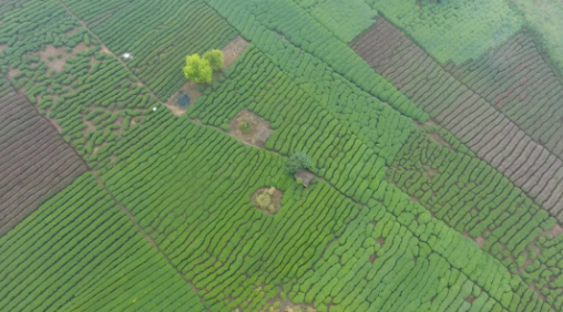 Guipa Tea, a Characteristic Agricultural Product of Guangxi-2