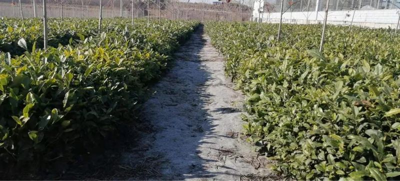 Rizhao City: Technical Guidance for Tea Gardens Dealing with Extreme Weather-9