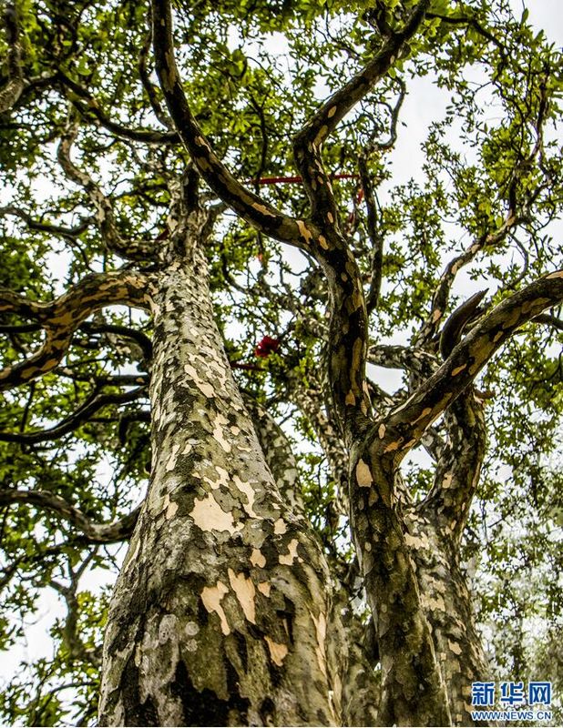 Wuxi, Chongqing: Ancient Eagle Tea Trees in Bloom-1