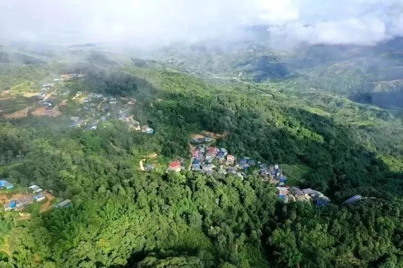 Tea Fragrance in Xishuangbanna: The Famous Pu'er Mountain, Pasha Tea Mountain-1