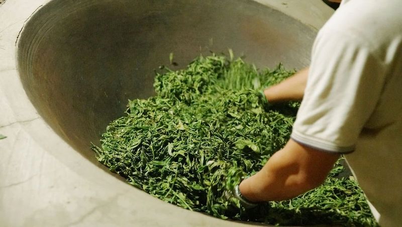 Hardcore Notes: Nine Questions to Help You Understand the Picking and Processing of High-Quality Green Tea-6