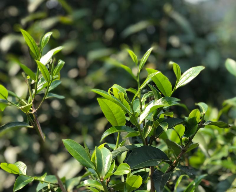 The Anticancer Potential of Tea Catechins-1