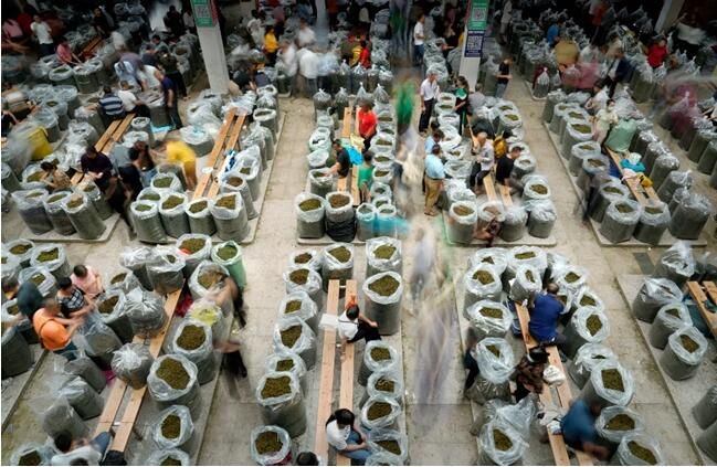 Fujian Anxi: Capital of a Hundred Teas, Enriching the People with a Single 