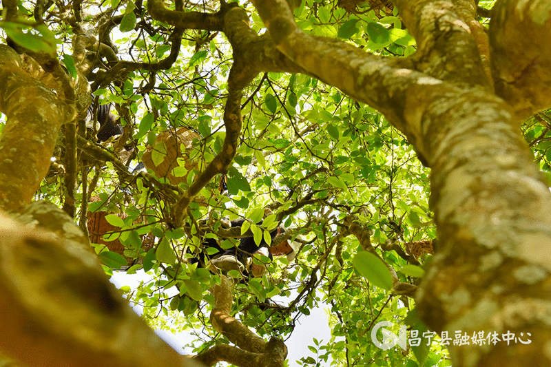 Mangshui Changning: The Spring Tea Flourishes with the Waters of the Lancang, the Ancient Trees of the Origin are All Good-6