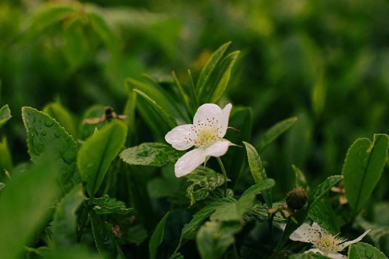 A Tea Garden in Ningde Makes the List of the First 