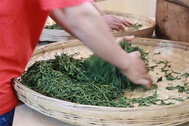 Is the Kneading Process of Pu'er Tea Really Crucial?-3