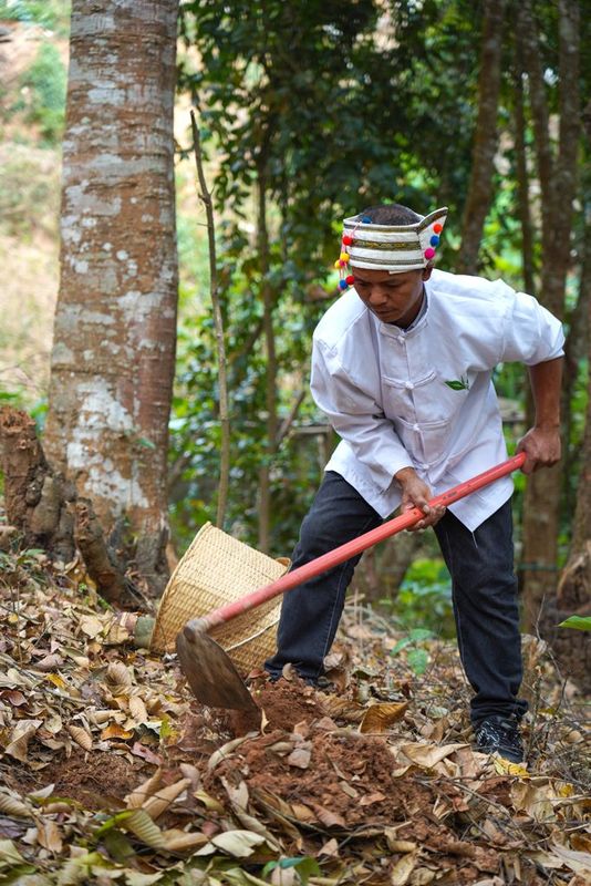 The Sour Tea of Jingmai Mountain: How Elaborate is its Preparation?-13