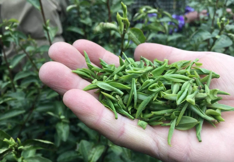 Price of West Lake Longjing Spring Tea 2024 per Pound-1