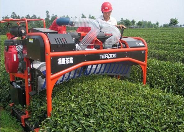 Specific Measures for Mechanical Tea Pruning-2