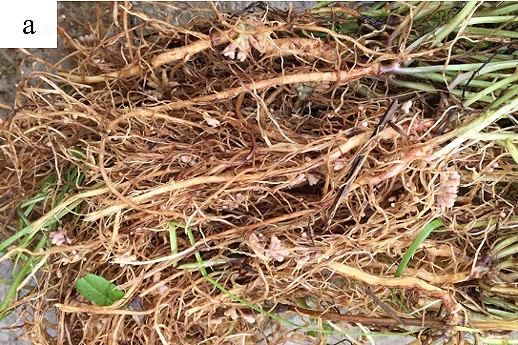 Intercropping Winter Green Manure in Tea Gardens-5