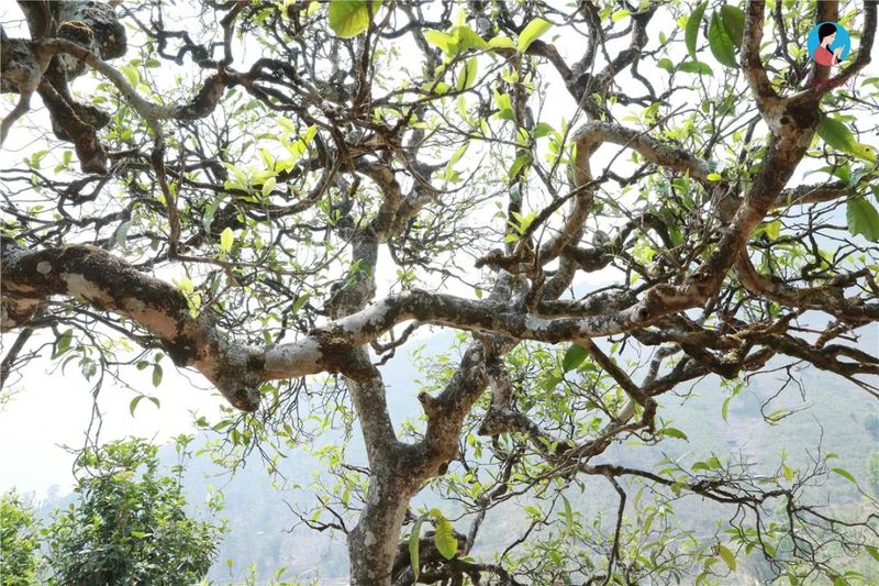 Can you buy genuine ancient trees at a cheaper price by going directly to the tea farmers?-5