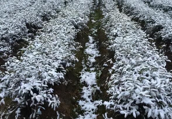 Countermeasures to Prevent Frost Damage in Tea Trees During Winter with Significant Temperature Drops-2