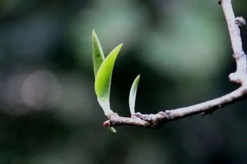 Fusion of Primary, Secondary, and Tertiary Industries on Ancient Tea Mountains: An Introduction to the Mengsong Tea Region in Menghai County-2