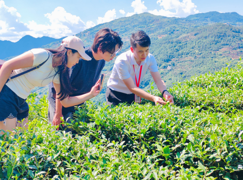 Village Rhythm Practice Team Boosts Rural Revitalization of Fujian’s Tea Industry