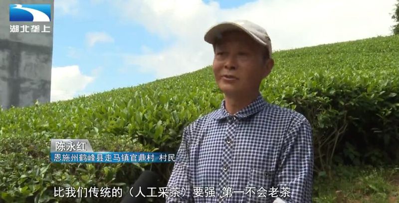 Enshi Prefecture's Mechanized Summer and Autumn Tea Harvest Paves a Path to Prosperity for Tea Farmers-2