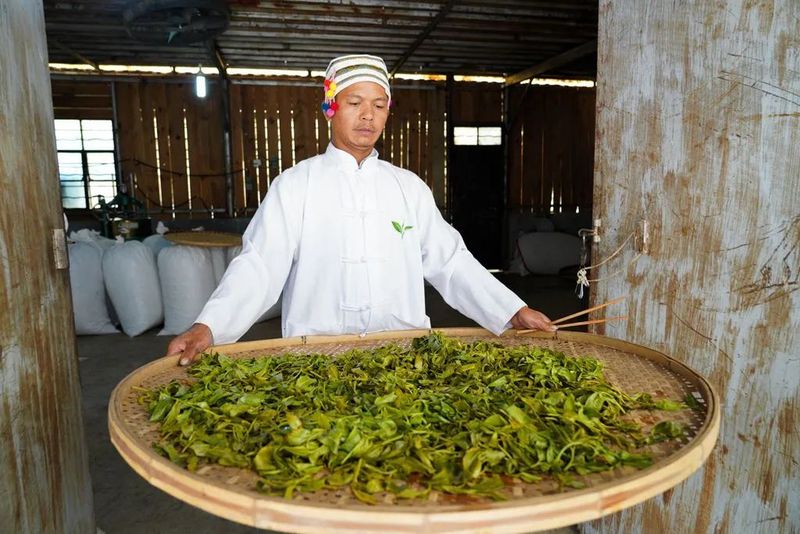 The Sour Tea of Jingmai Mountain: How Elaborate is its Preparation?-5