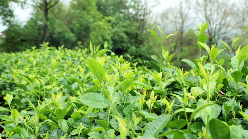 Mojiang: Tea Gardens Verdant After the Rain-6