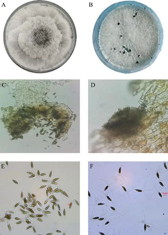 Identification and Control of Tea Grey Blight-2