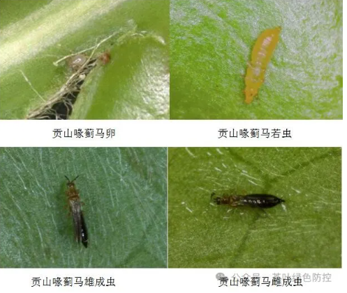 Identification and Control of the New Tea Pest, Mycterothrips gongshanensis (Thysanoptera: Thripidae)-2