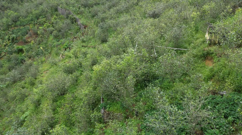 Mezijing Tea Mountain in Yongde County: Fresh Tea Steeps the Heart, Pure Breeze Fills the Hills-5