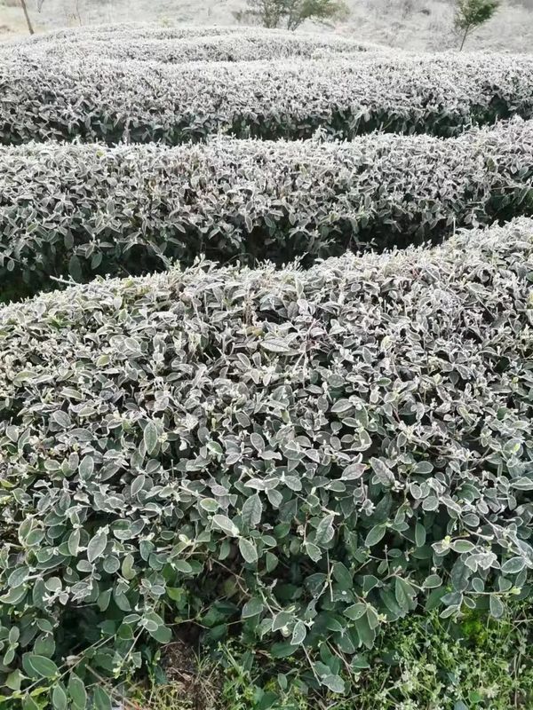 Countermeasures for Frost Damage in Guizhou's Spring Tea Gardens in 2022-6