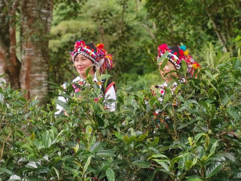 An Overview of the History and Culture of Menghai Pu'er Tea: Part II (The King of Tea Festival)-8