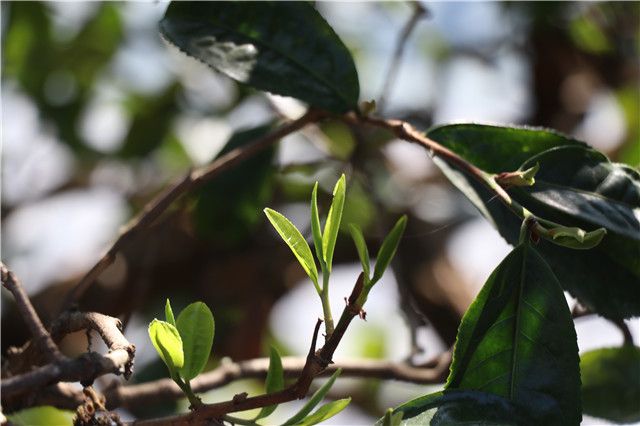 Characteristics of the Banuo Tengtiao Ancient Tree Tea-1