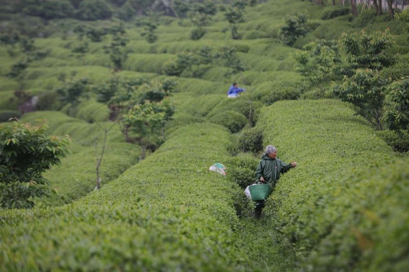 A Tea Garden in Ningde Makes the List of the First 