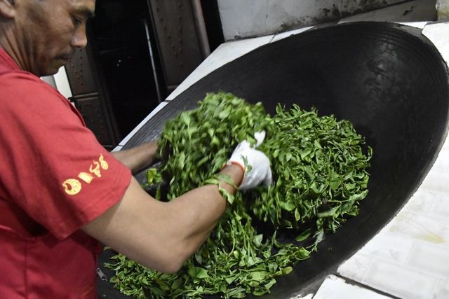 The Production Process of Sun-Dried Green Maocha-2