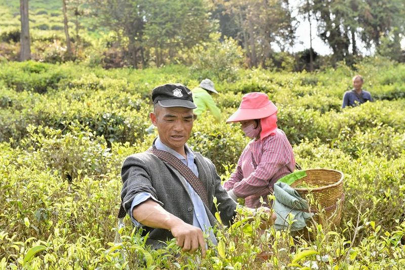 In Search of Tea in Changning: Spring Arrives and the Tea in Nino Is Fragrant-6