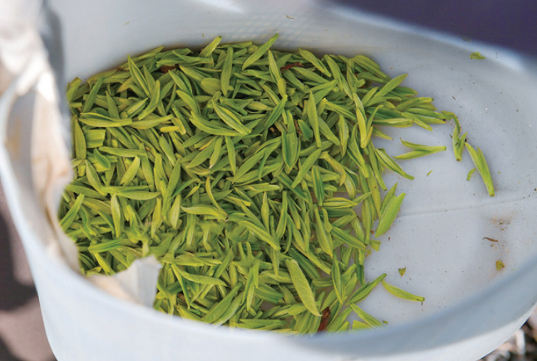 Bazhong: From Barren Hills to Golden Leaves—Farm Women Become Tea Entrepreneurs-1