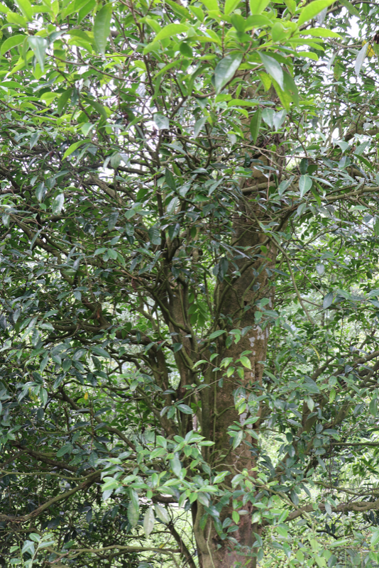 Chongqing Has Thousand-Year-Old Giant Tea Trees?-3