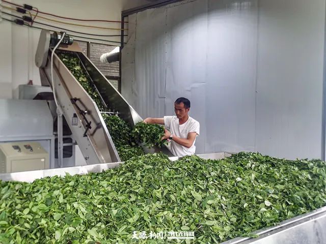 Guiting Cloudy Mist Tribute Tea: Summer and Autumn Tea Production Boosts the Green Industry, Extending Development “Dividends”-3