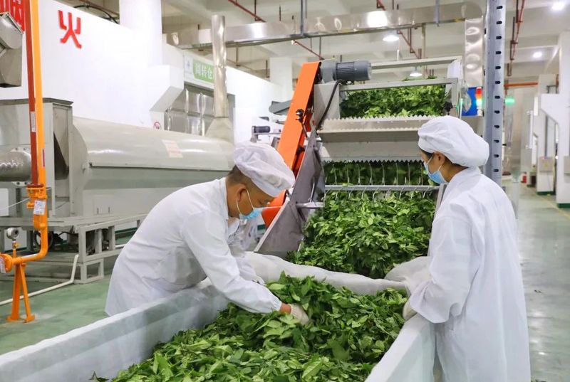 Duyun's First Fully Automated Tea Production Line Put into Operation-3