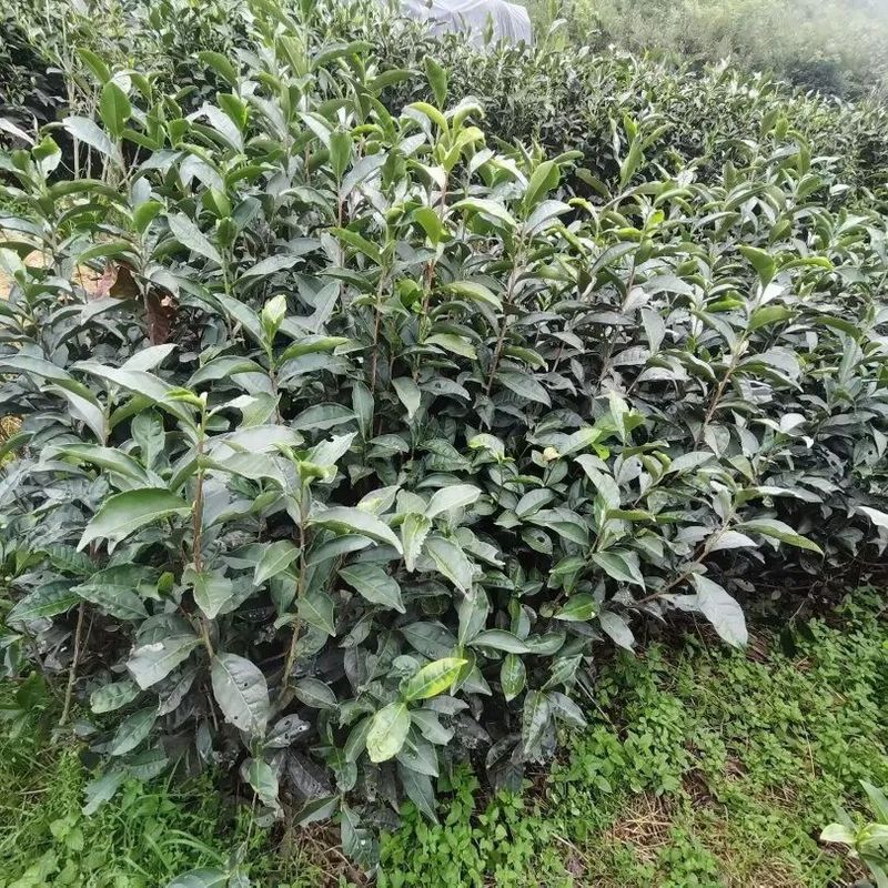 Countermeasures for Tea Gardens Affected by High Temperature and Heat Stress in Fujian Province-1