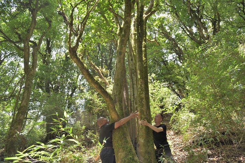 Seeking Tea in Changning: The Secret Paradise Mountain, a Haven for Wild Tea-10