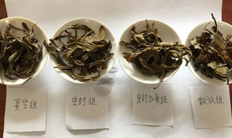 Puer Tea Sealed vs. Ventilated Storage Comparative Experiment-3